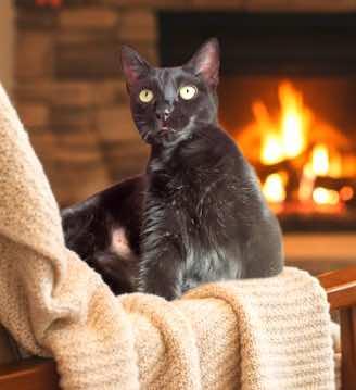 Heidy Noir, a Adoptable mixed breed in Houston, TX image 1/6