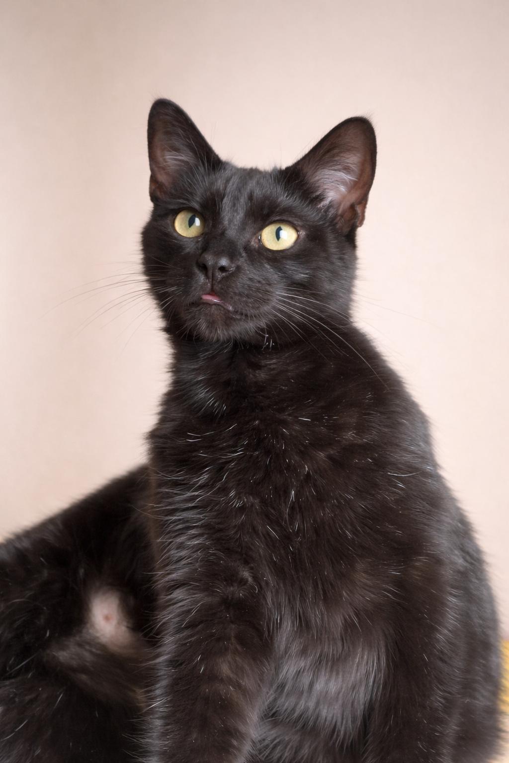 Enlarge Heidy Noir, a Adoptable mixed breed in Houston, TX image 2/5