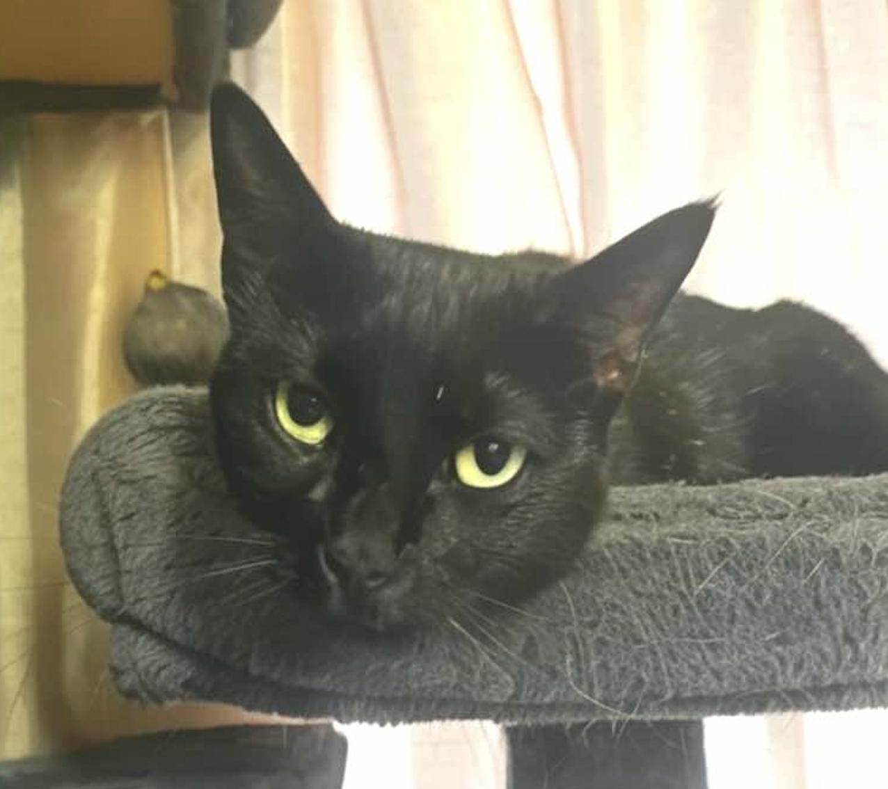 Heidy Noir, a Adoptable mixed breed in Houston, TX image 6/6