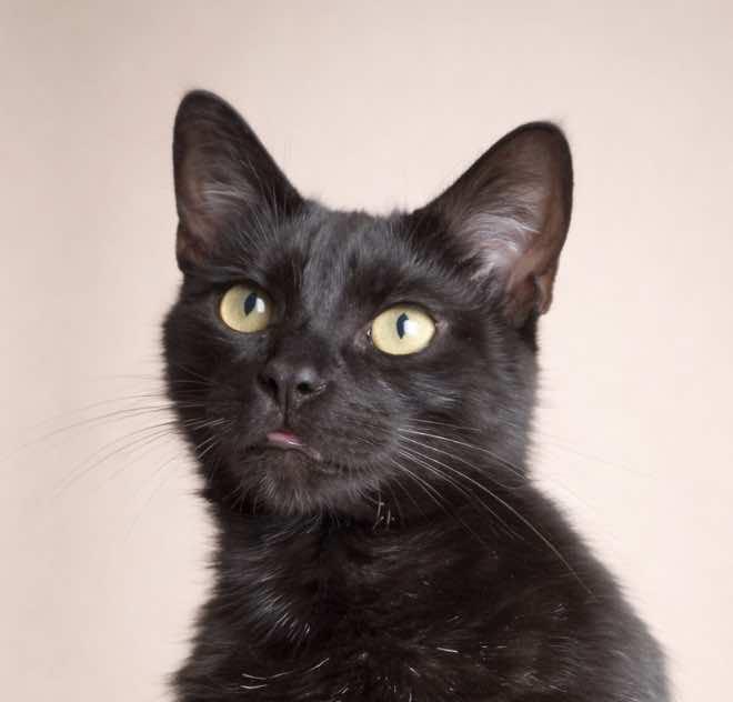 Heidy Noir, Adoptable, Kitten Female Bombay & Domestic Short Hair.