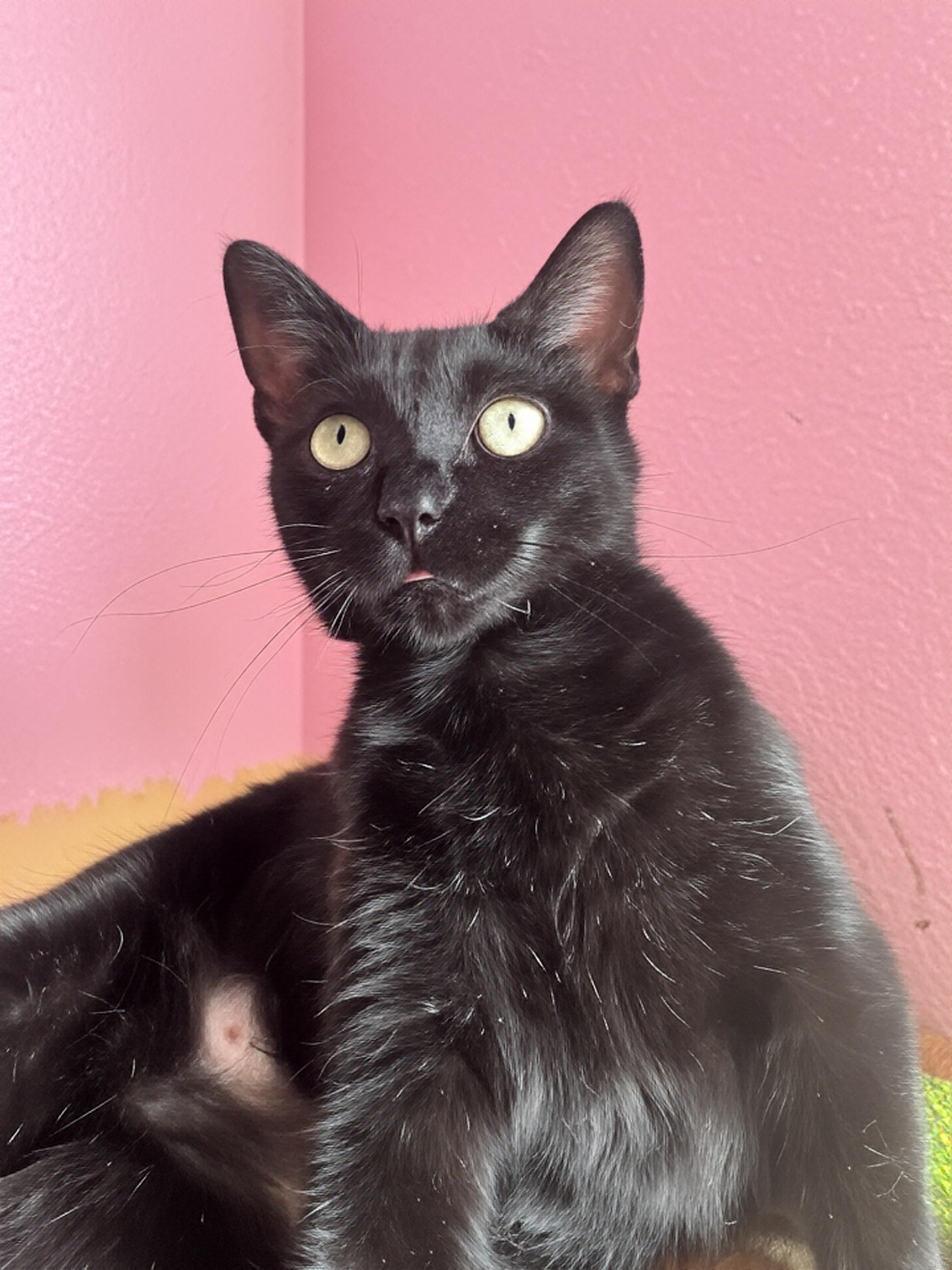 Heidy Noir, a Adoptable mixed breed in Houston, TX image 5/6