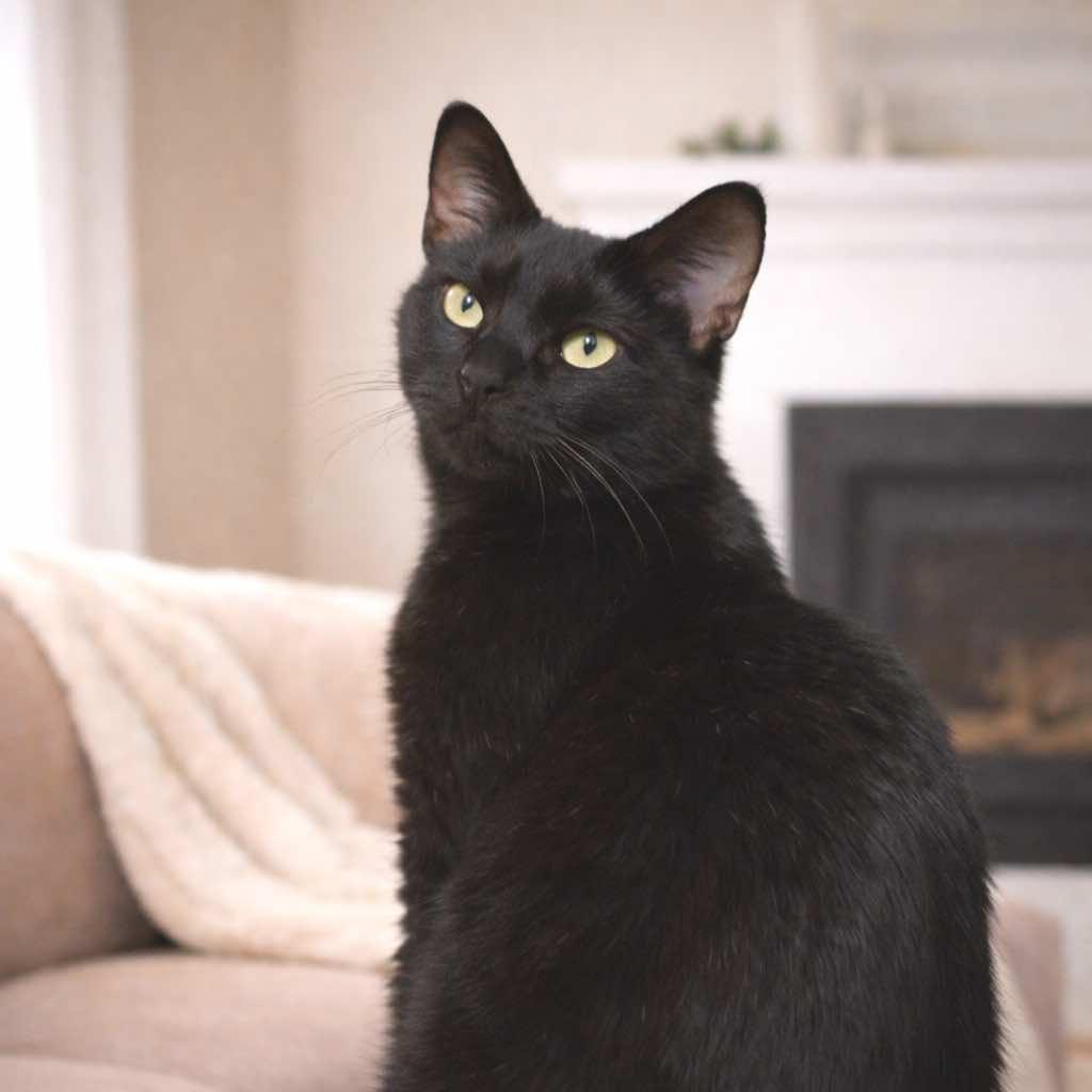 Enlarge Heidy Noir, a Adoptable mixed breed in Houston, TX image 4/5