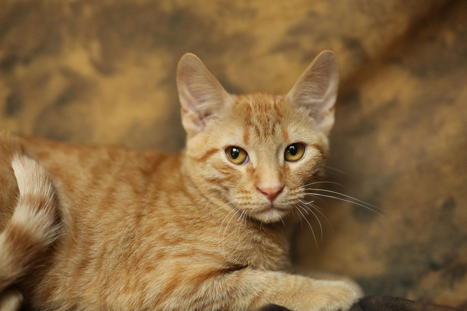 Kitch (FeLV+), Adoptable, Young Male Domestic Short Hair.