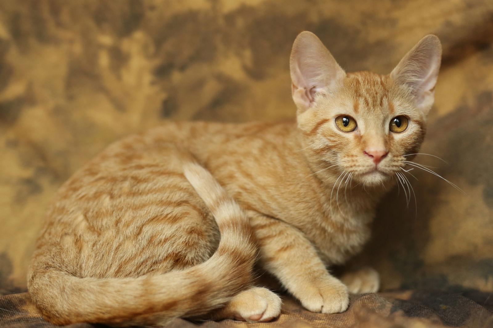 Kitch (FeLV+), a Adoptable Domestic Short Hair in New Prague, MN image 2/3