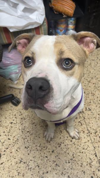 Enlarge Tennessee, a hold mixed breed in Mission, KS image 3/5