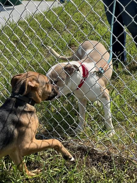 Enlarge Tennessee, a hold mixed breed in Mission, KS image 4/5