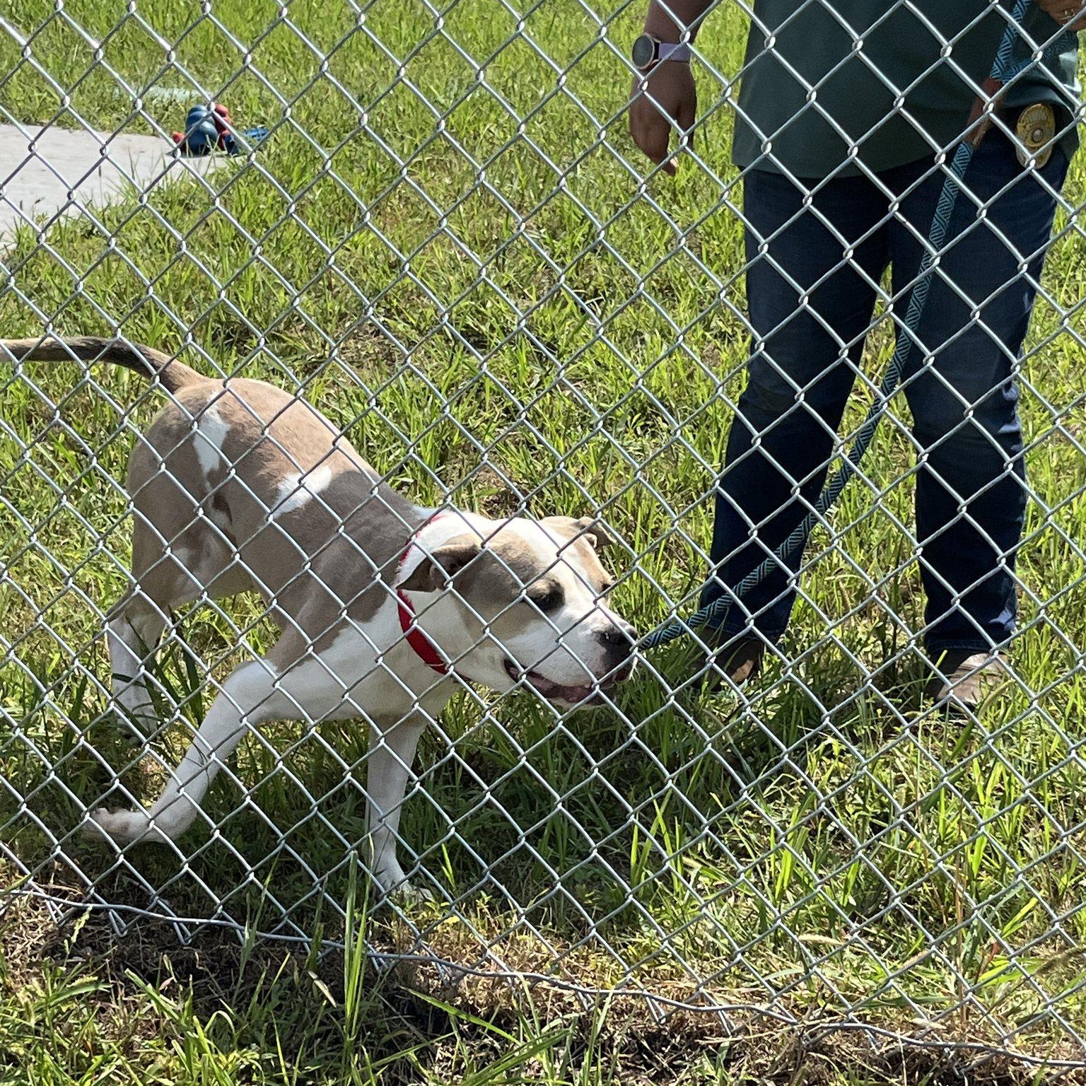 Enlarge Tennessee, a hold mixed breed in Mission, KS image 5/5