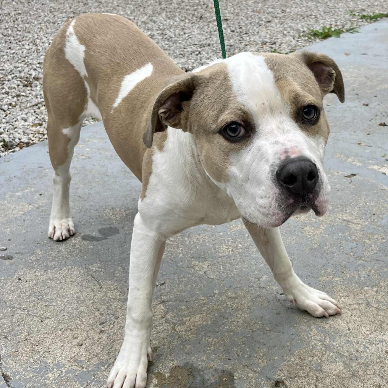 Enlarge Tennessee, a hold mixed breed in Mission, KS image 2/5