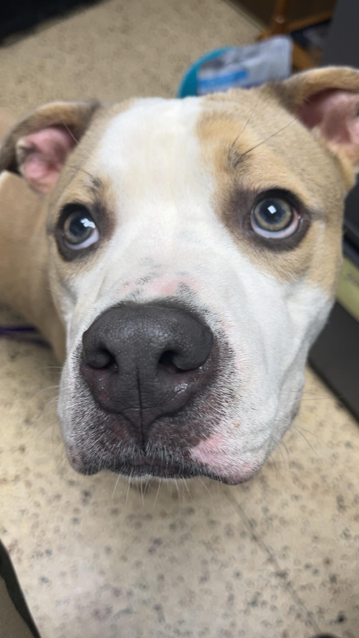 Tennessee, Adoptable, Adult Male Bulldog.