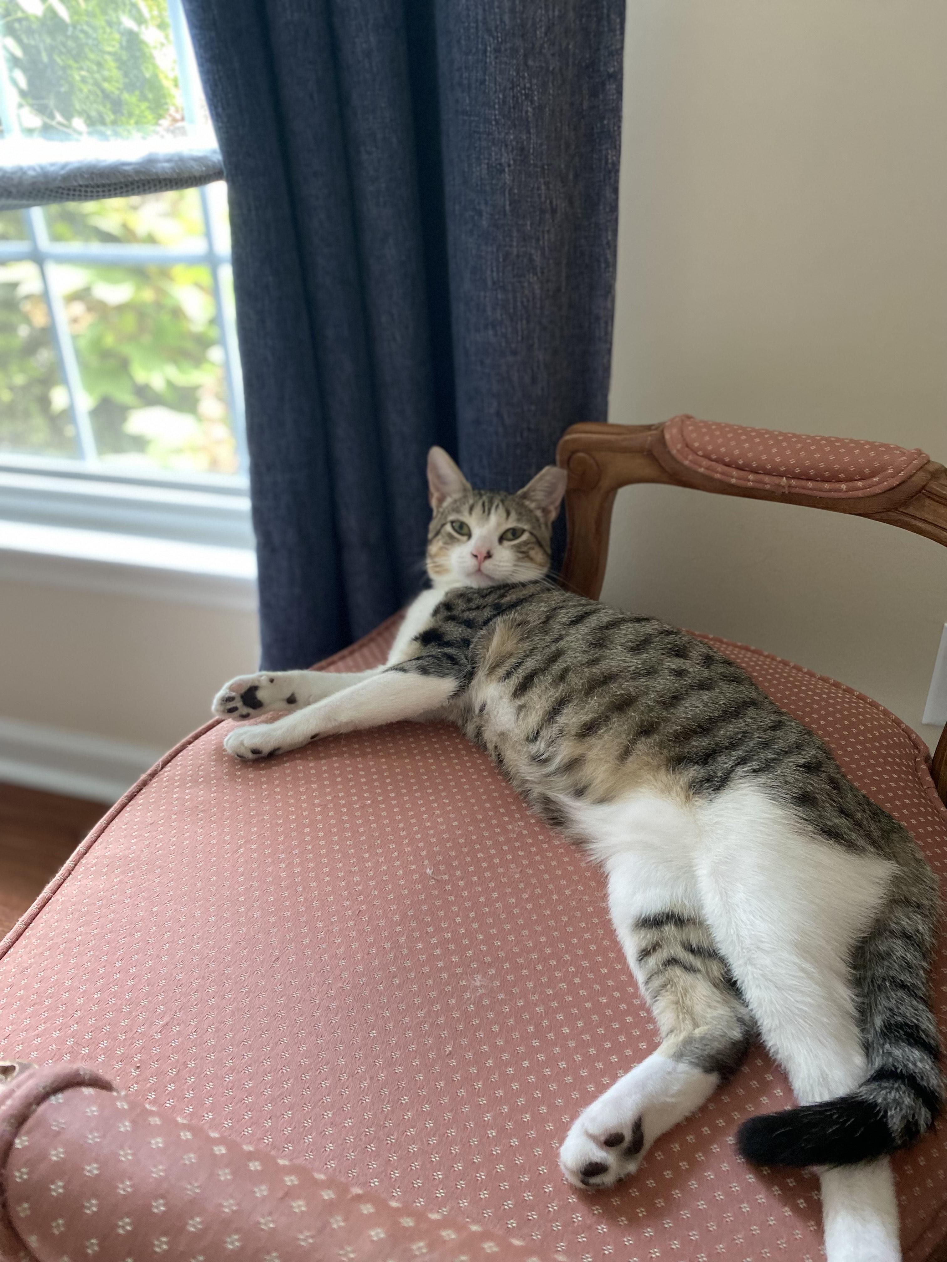 Paco, a Adoptable Tabby in Hixson, TN image 3/4