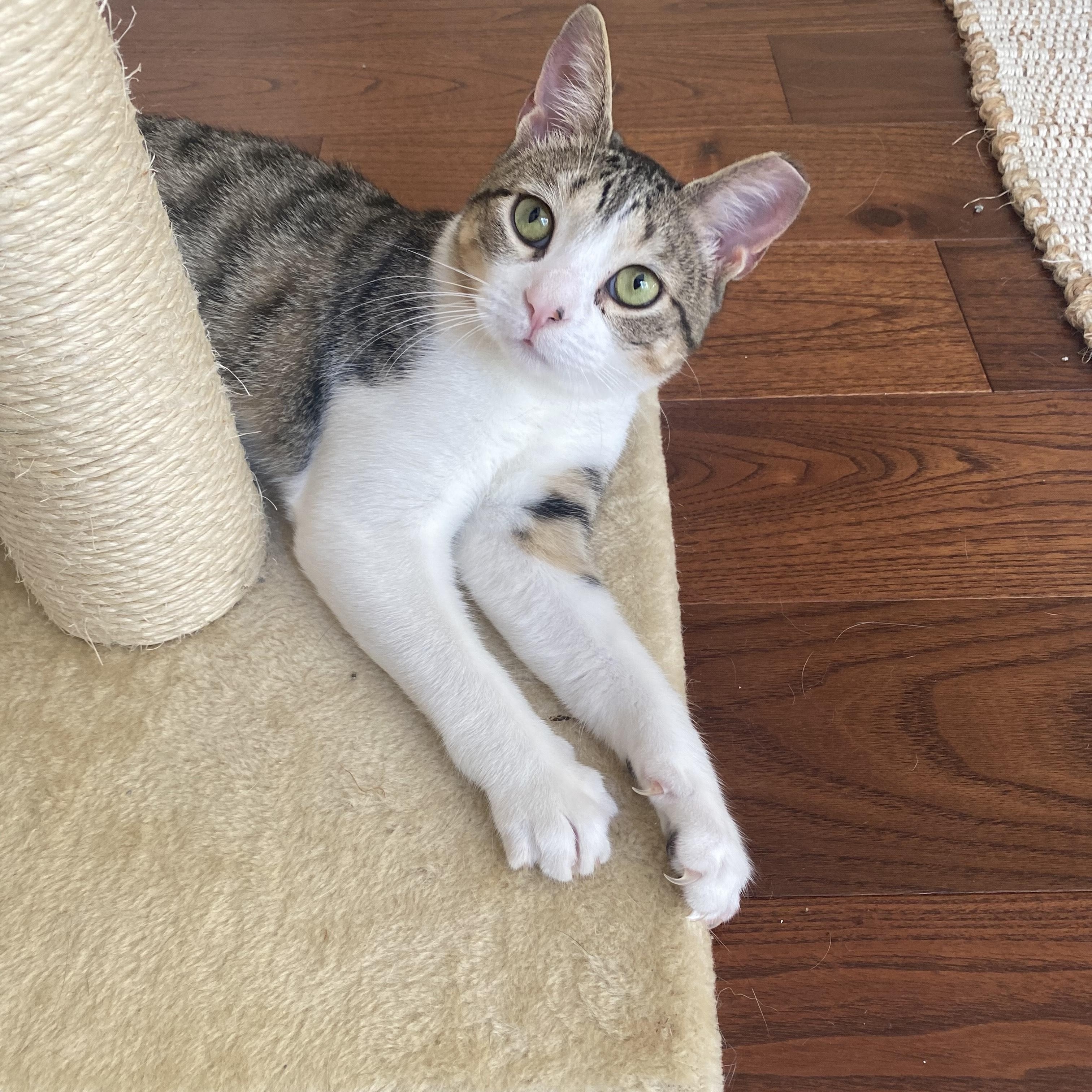 Paco