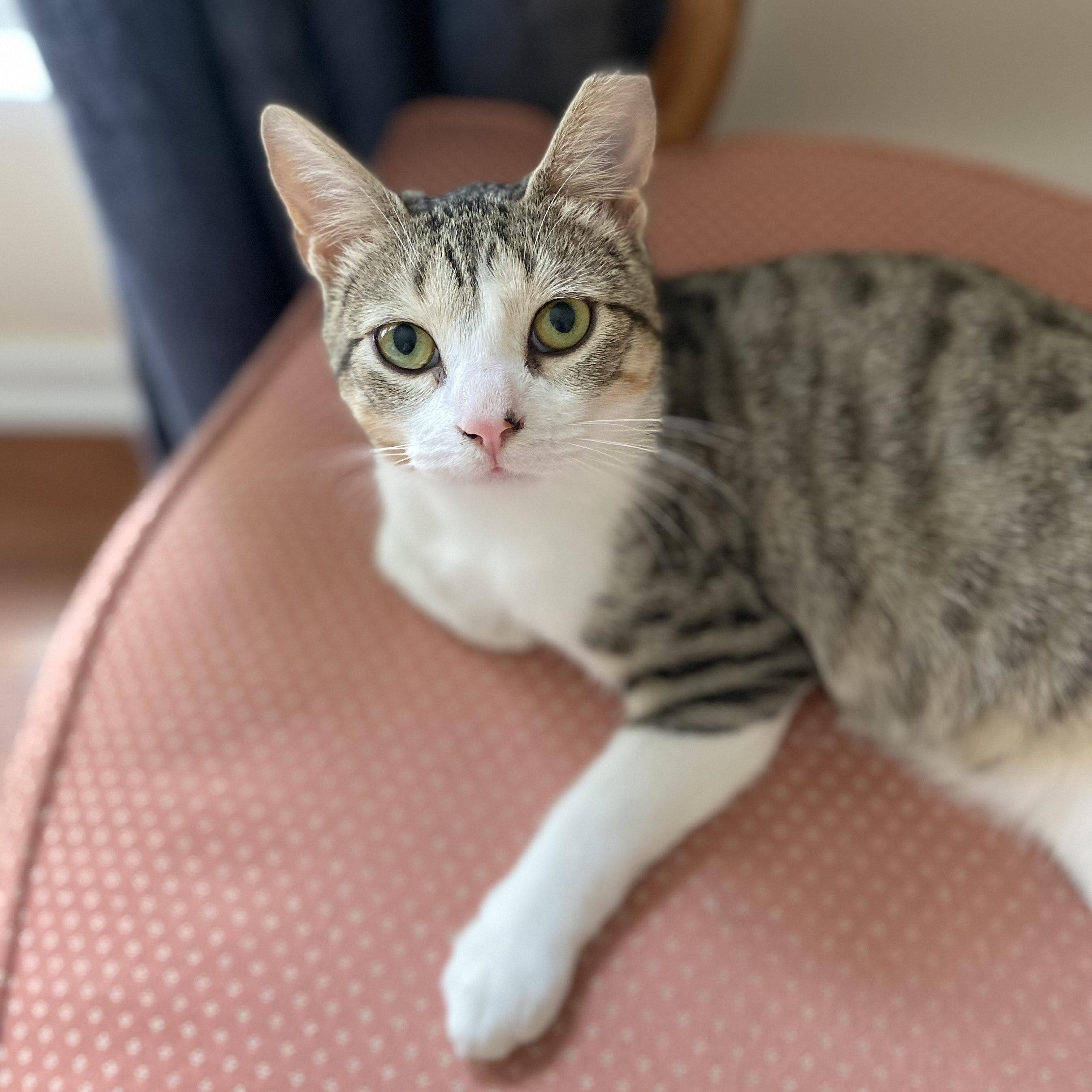 Paco