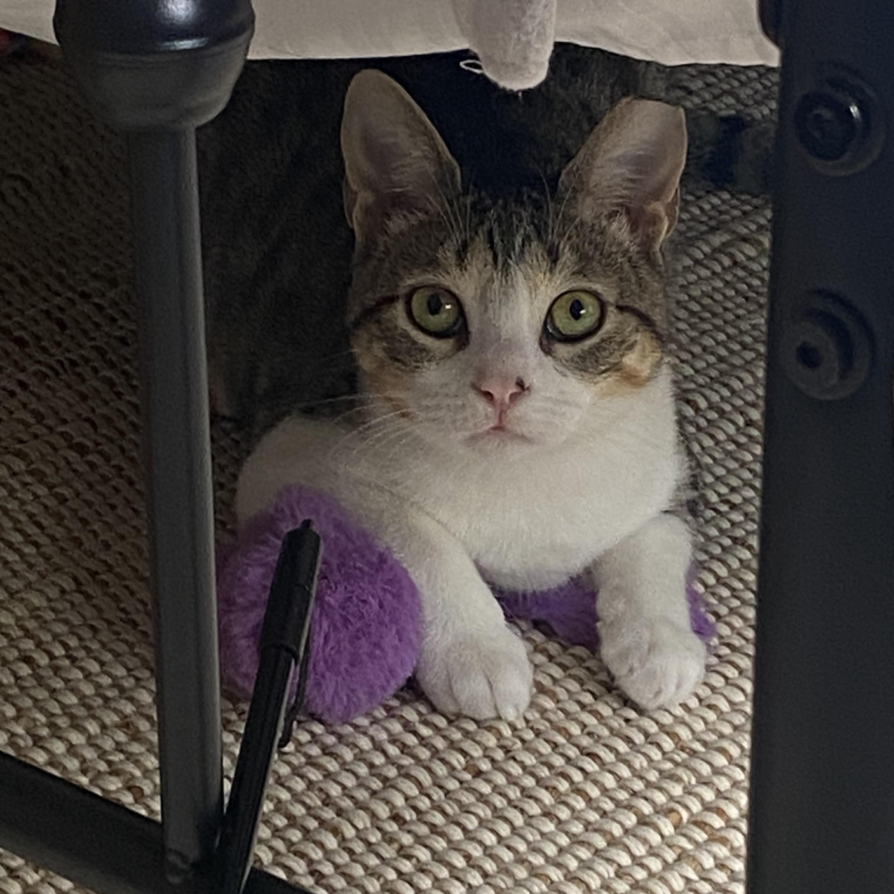 Paco, a Adoptable Tabby in Hixson, TN image 4/4