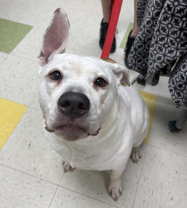 Bean, Adoptable, Adult Female Pit Bull Terrier.