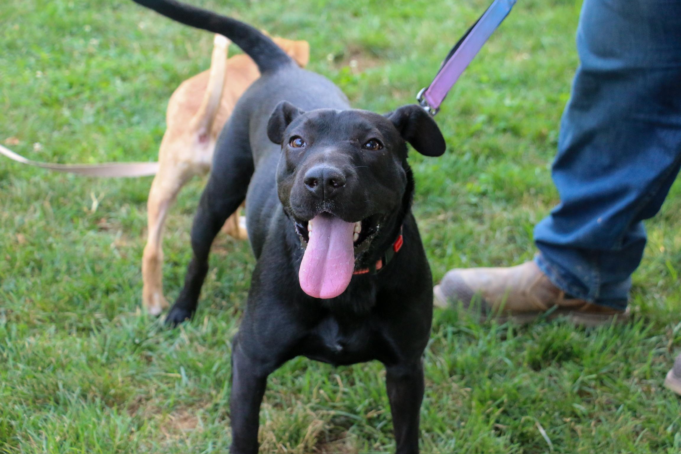 Enlarge Beauty-ful Girl, a Adoptable mixed breed in State College, PA image 3/6