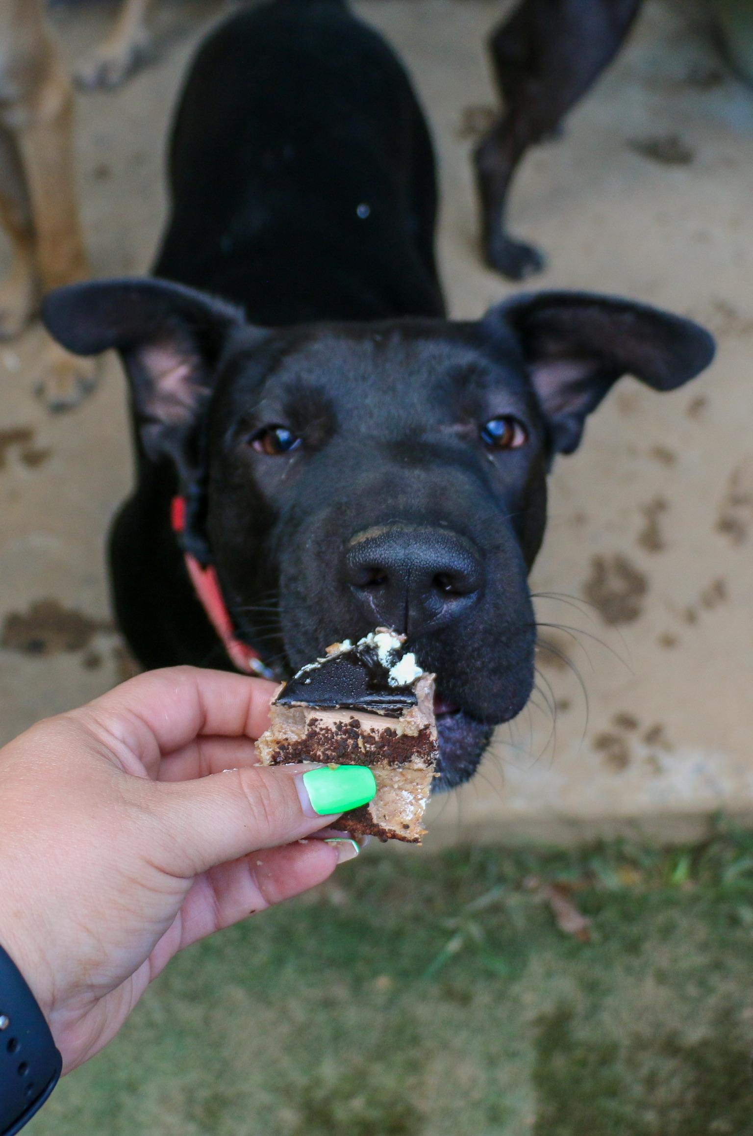 Enlarge Beauty-ful Girl, a Adoptable mixed breed in State College, PA image 4/6