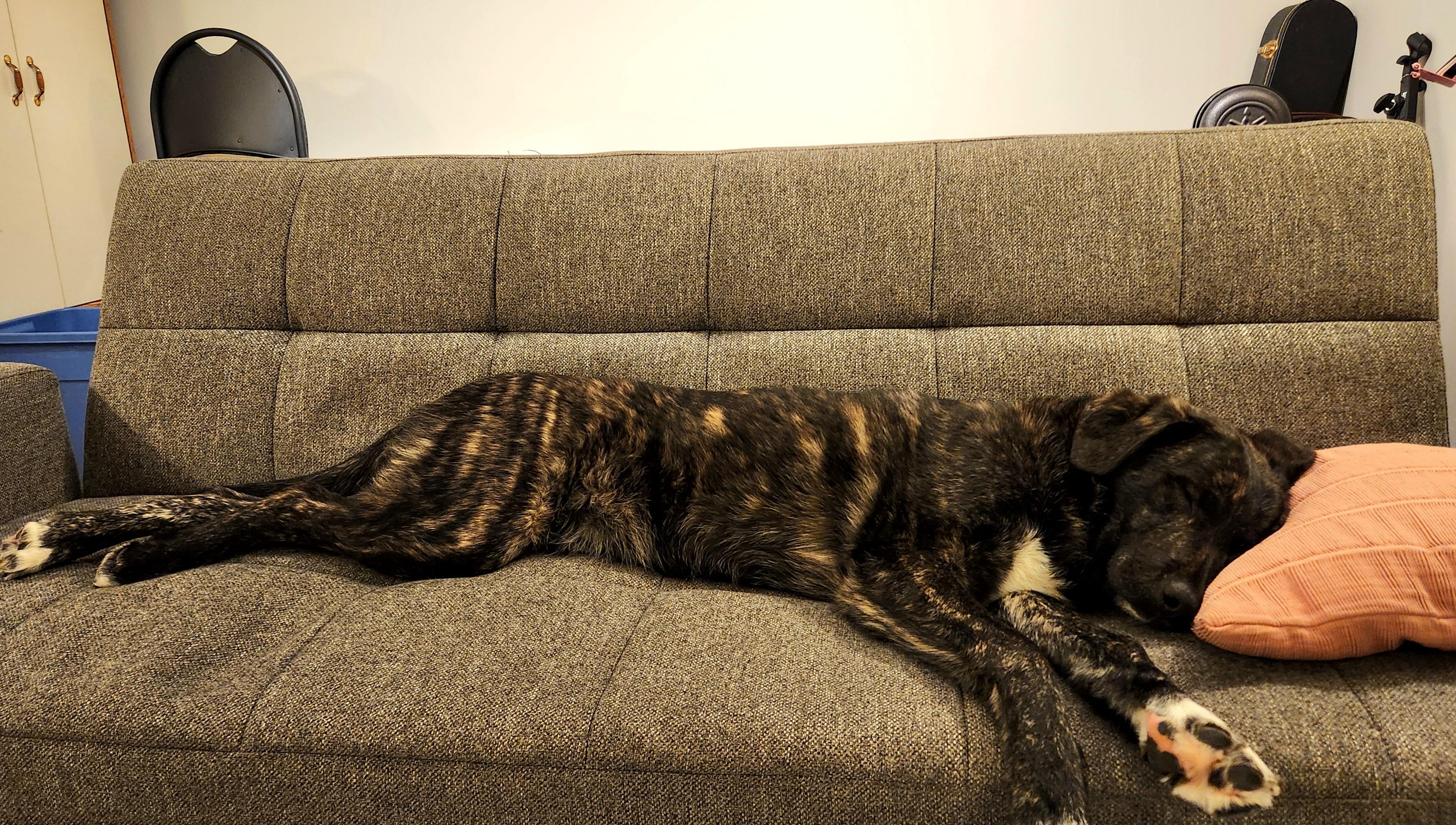 Enlarge Rupert pending adoption, an adopted mixed breed in Saskatoon, SK image 5/5