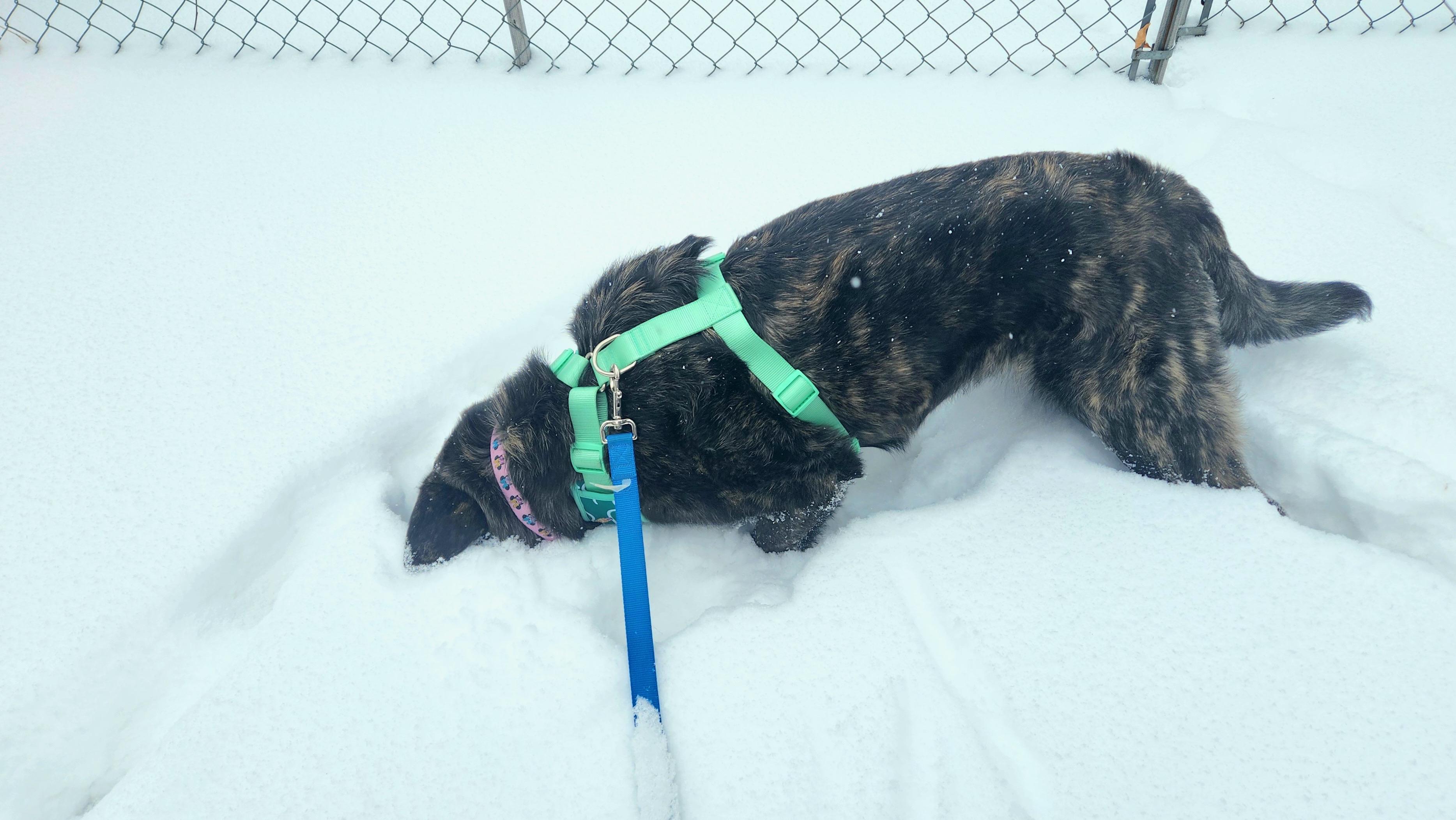 Enlarge Rupert pending adoption, an adopted mixed breed in Saskatoon, SK image 2/5