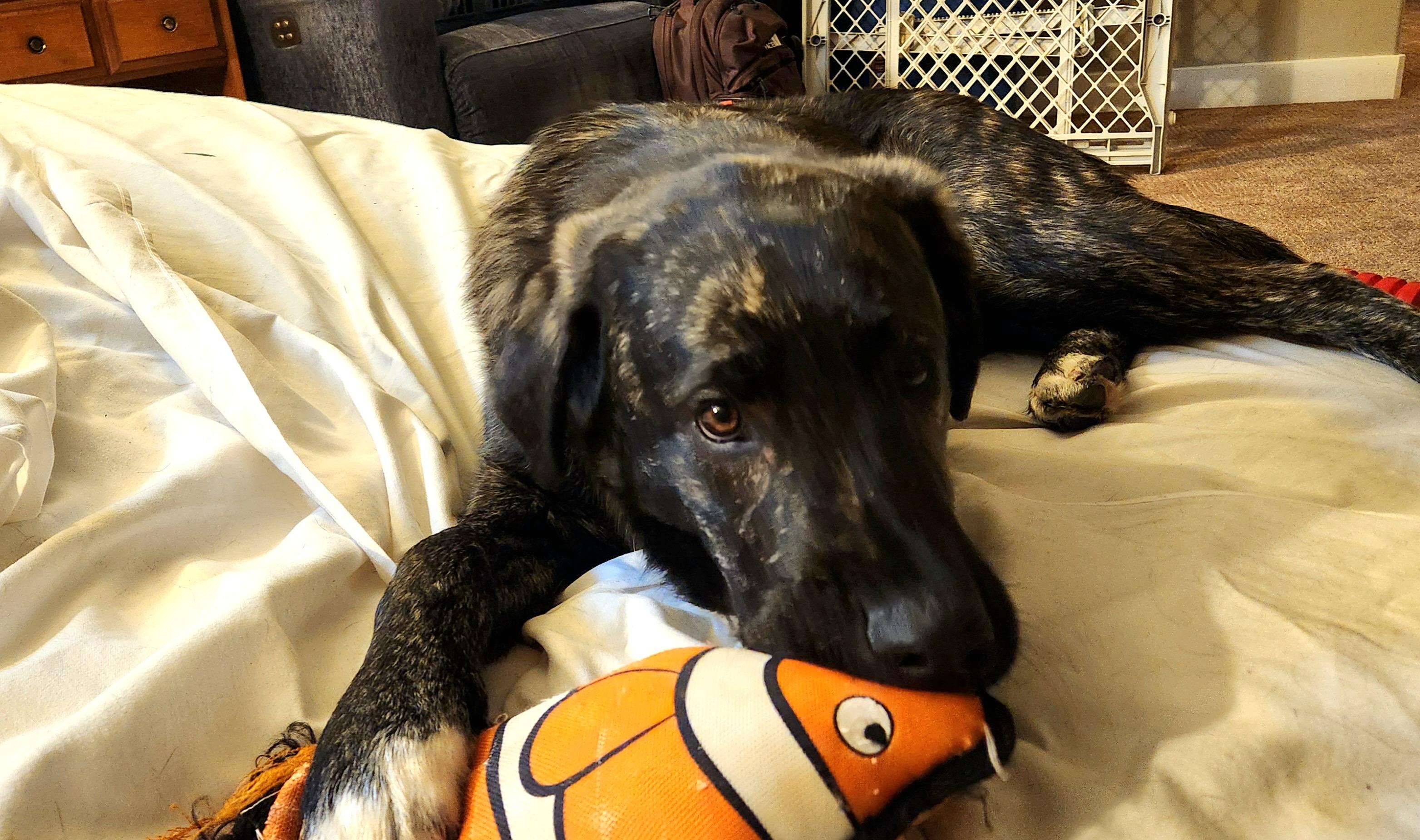 Enlarge Rupert pending adoption, an adopted mixed breed in Saskatoon, SK image 4/5