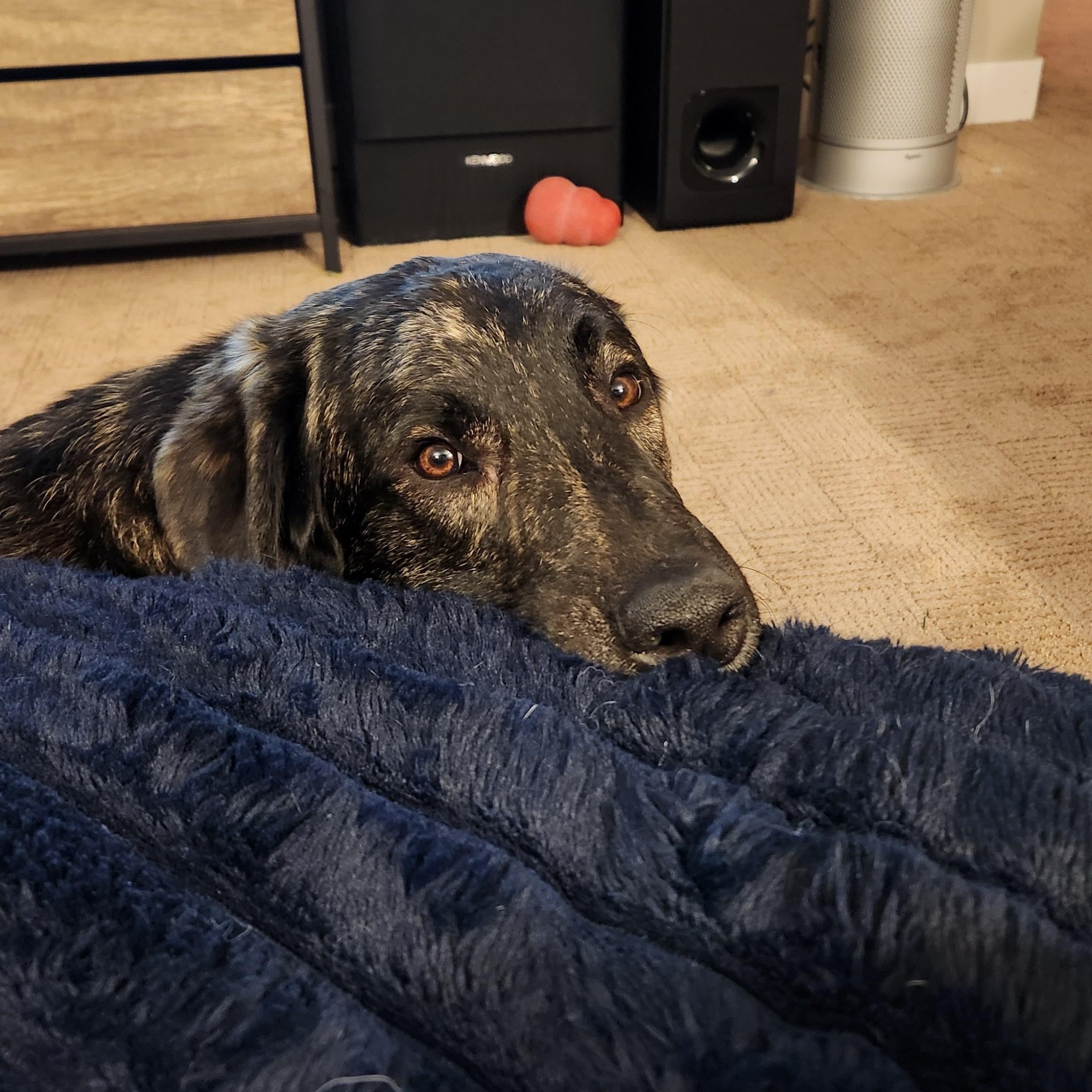 Enlarge Rupert pending adoption, an adopted mixed breed in Saskatoon, SK image 1/5