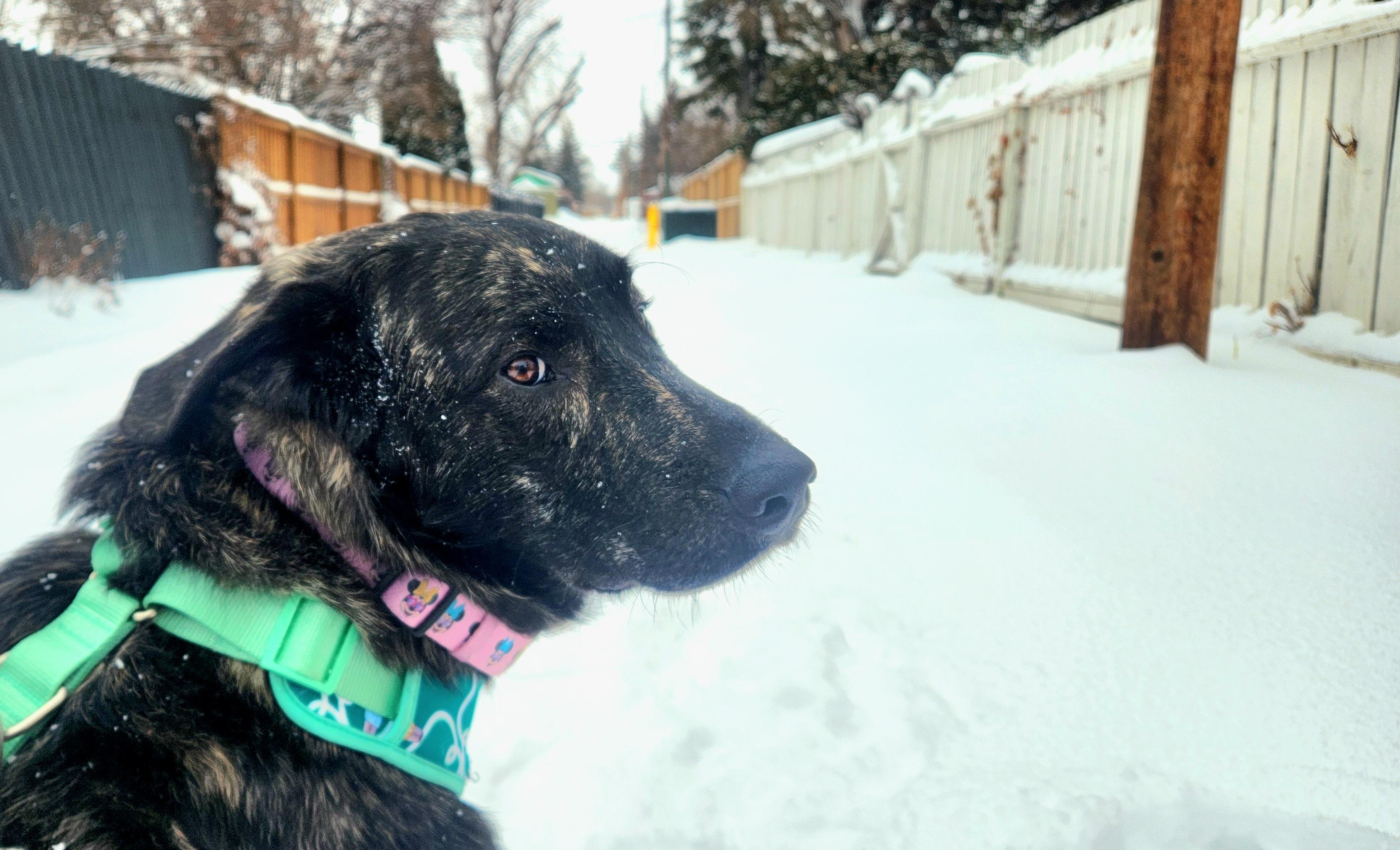 Enlarge Rupert pending adoption, an adopted mixed breed in Saskatoon, SK image 3/5
