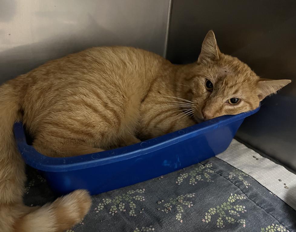 Enlarge Paxton, a ADOPTABLE Domestic Short Hair in Granbury, TX image 1/1