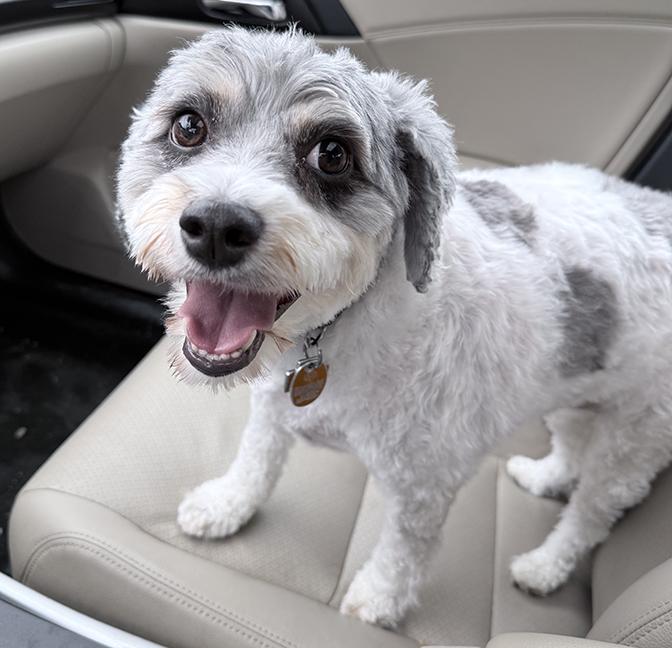 Enlarge Arani, an adopted mixed breed in Chicago, IL image 5/6