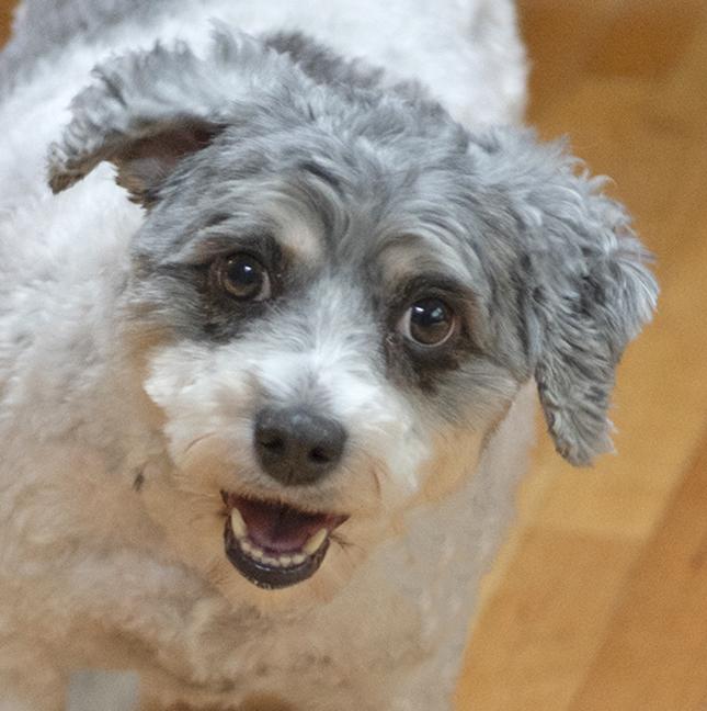 Enlarge Arani, an adopted mixed breed in Chicago, IL image 2/6