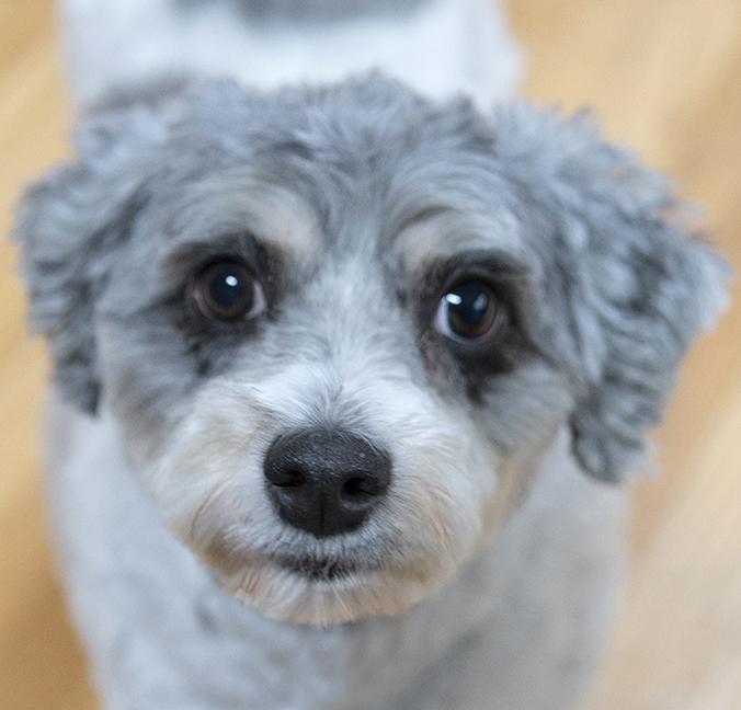 Enlarge Arani, an adopted mixed breed in Chicago, IL image 1/6