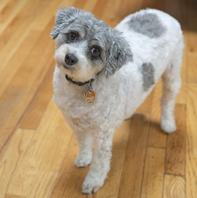 Enlarge Arani, an adopted mixed breed in Chicago, IL image 6/6