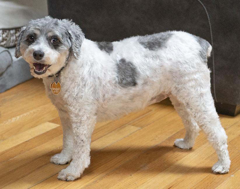 Enlarge Arani, an adopted mixed breed in Chicago, IL image 3/6