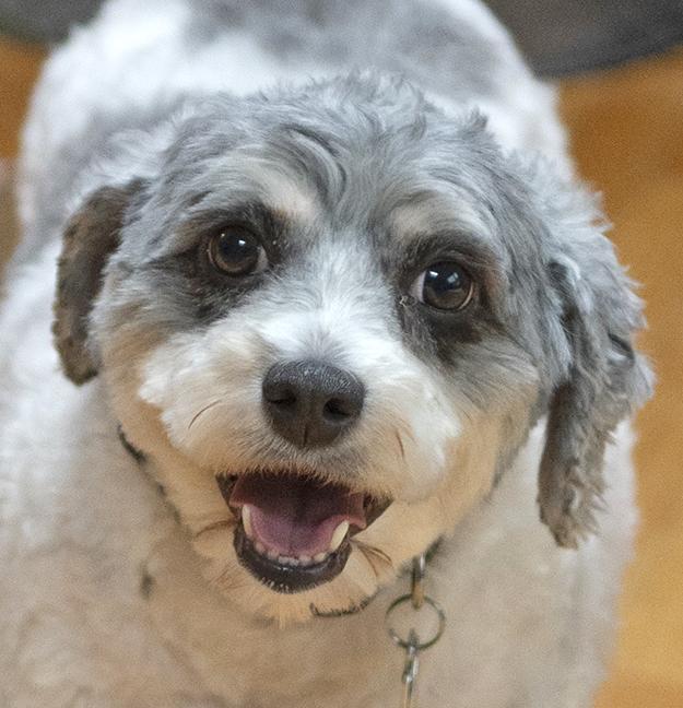 Enlarge Arani, an adopted mixed breed in Chicago, IL image 4/6