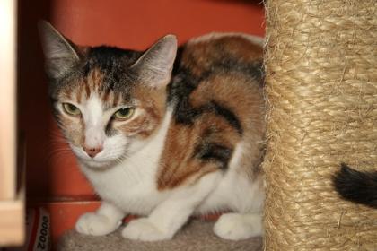 Enlarge Grace, a Adoptable mixed breed in Scottsdale, AZ image 1/3