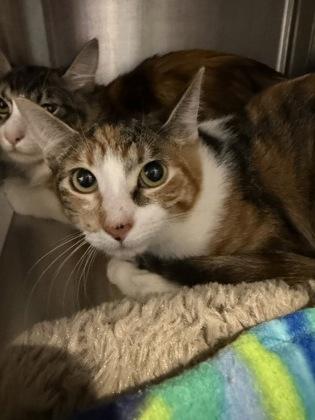 Enlarge Grace, a Adoptable mixed breed in Scottsdale, AZ image 2/3