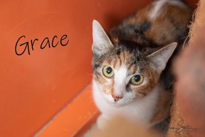 Enlarge Grace, a Adoptable mixed breed in Scottsdale, AZ image 3/3