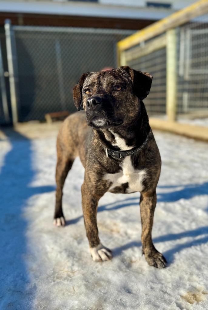 Enlarge Maggie, a Adoptable mixed breed in Hudson, NY image 1/4