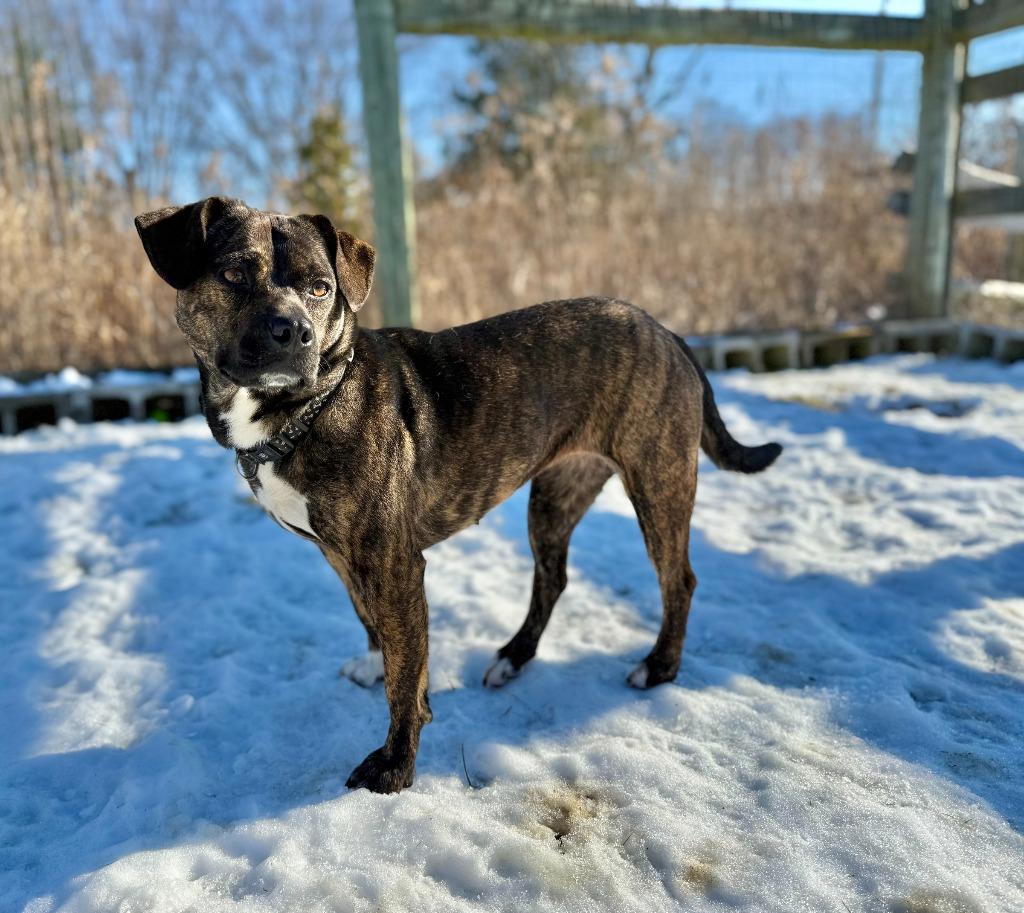 Enlarge Maggie, a Adoptable mixed breed in Hudson, NY image 3/4