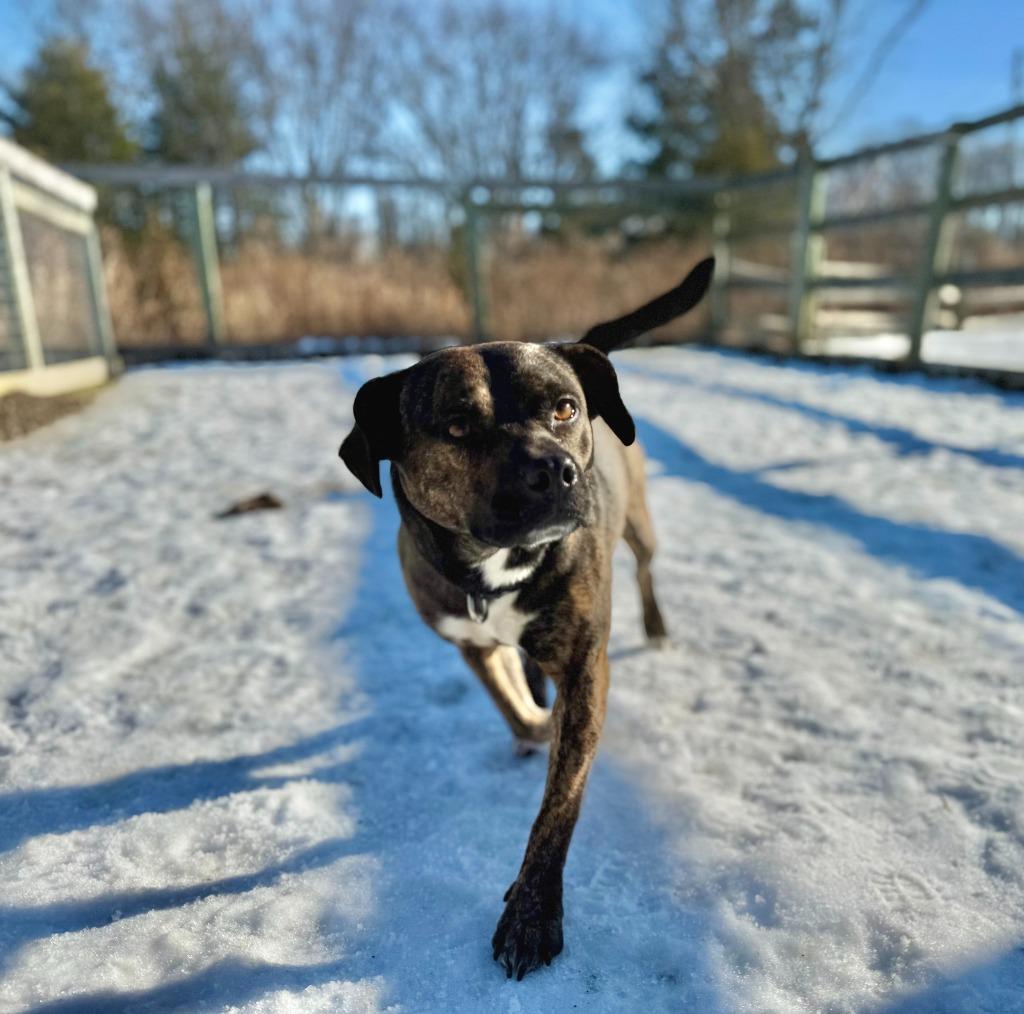 Enlarge Maggie, a Adoptable mixed breed in Hudson, NY image 4/4