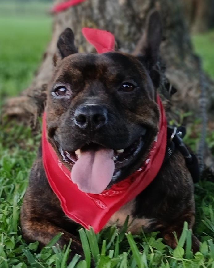 Enlarge Barney - super sweet boy and great companion (2222918), a Adoptable mixed breed in West Roxbury, MA image 6/6