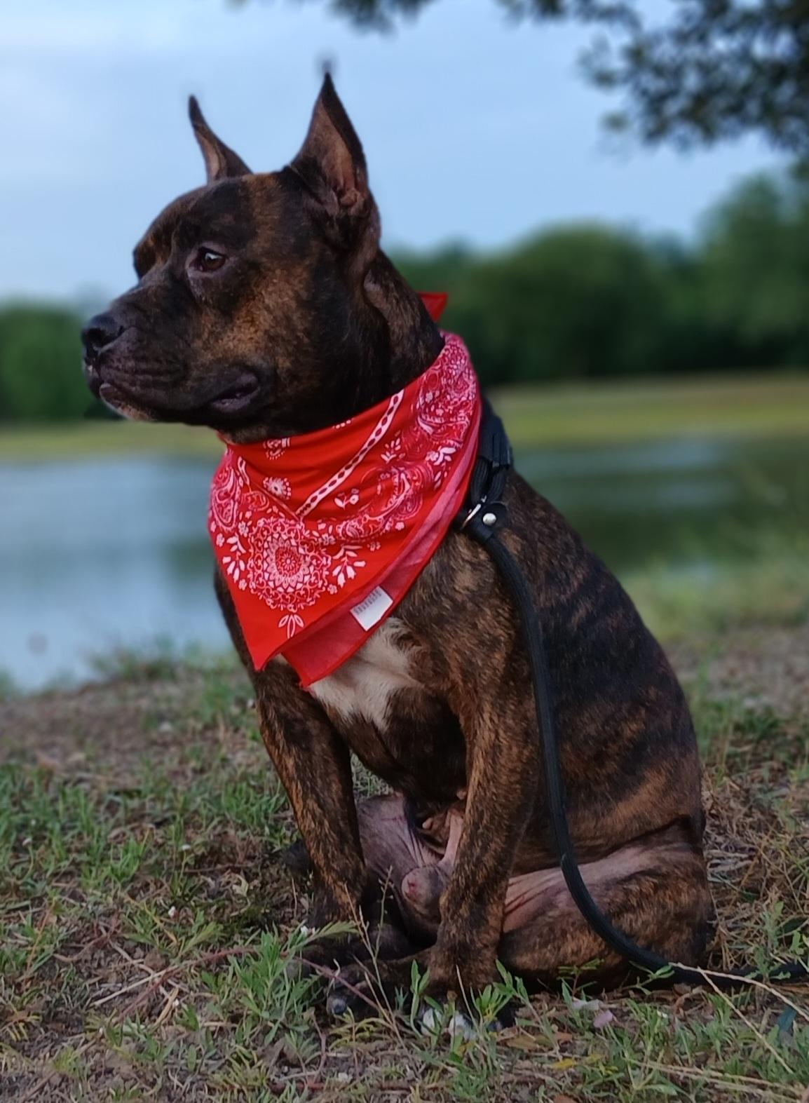 Enlarge Barney - super sweet boy and great companion (2222918), a Adoptable mixed breed in West Roxbury, MA image 4/6