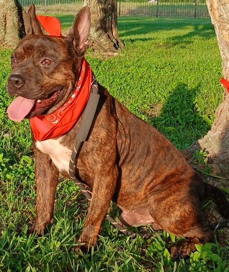 Enlarge Barney - super sweet boy and great companion (2222918), a Adoptable mixed breed in West Roxbury, MA image 5/6