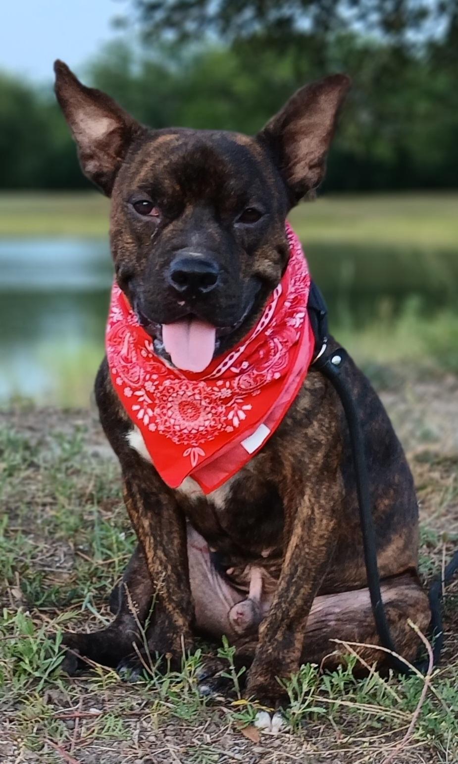 Enlarge Barney - super sweet boy and great companion (2222918), a Adoptable mixed breed in West Roxbury, MA image 2/6