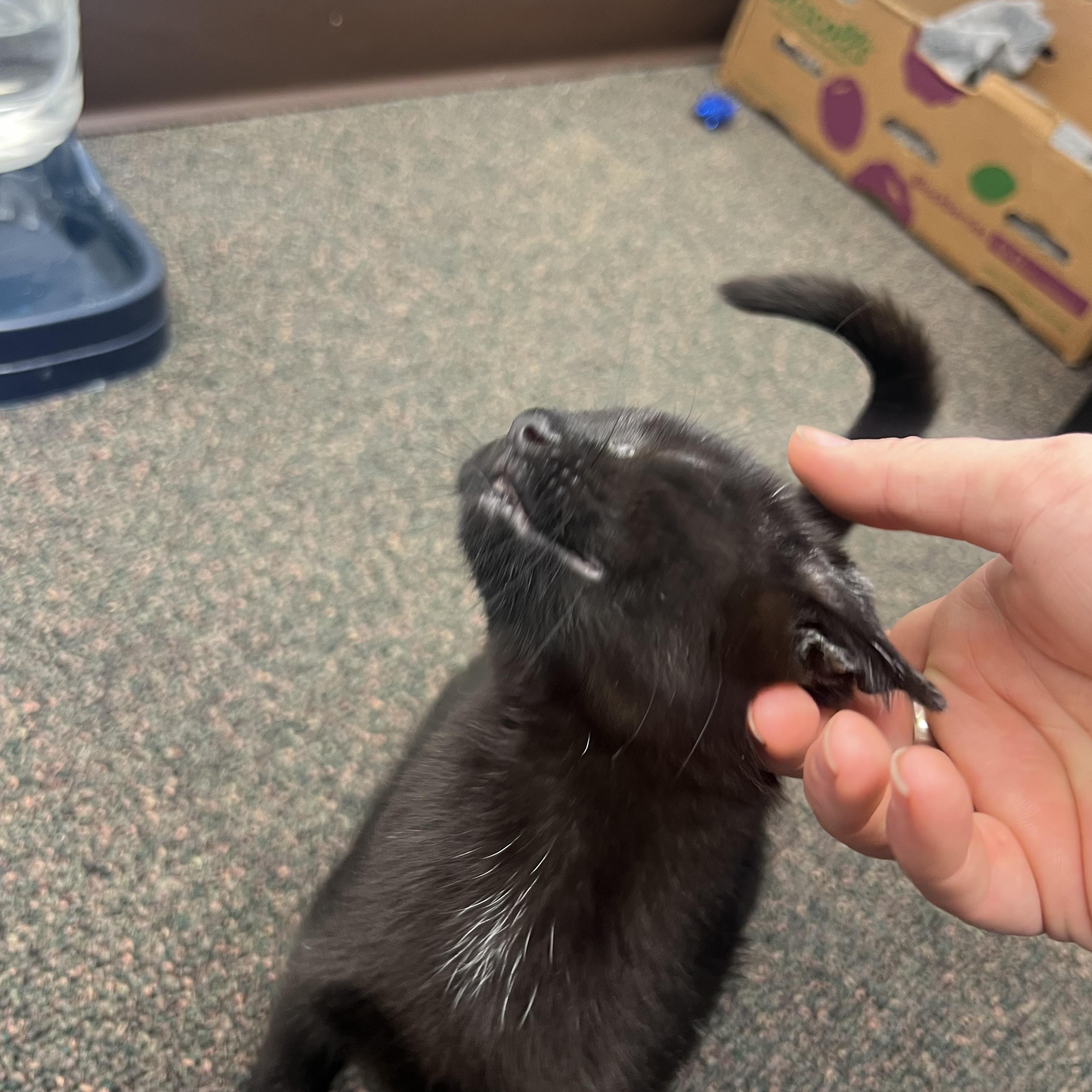 Habanero, Adoptable, Kitten Female Domestic Short Hair.
