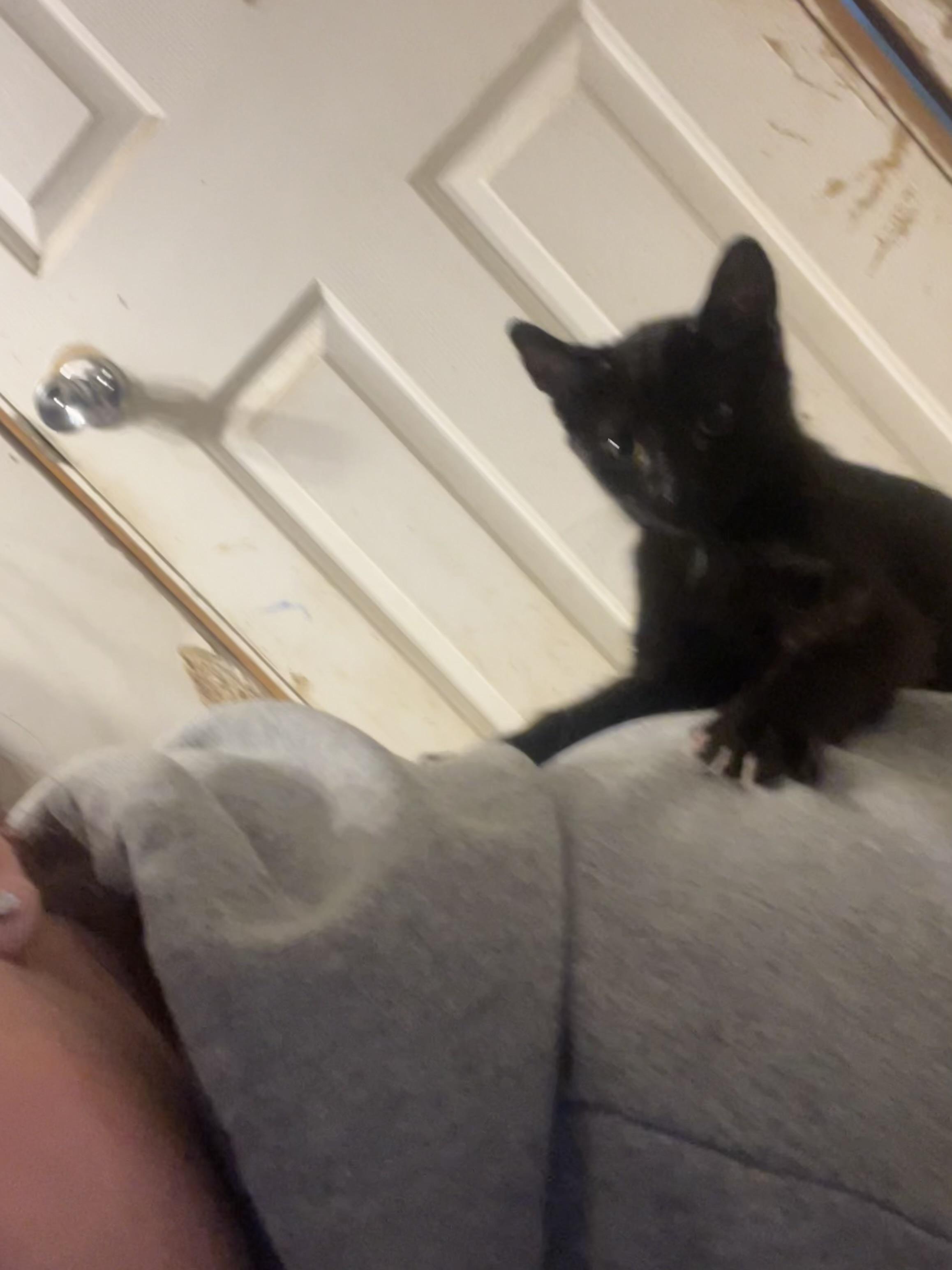 Habanero, a Adoptable mixed breed in Anchorage, AK image 2/8