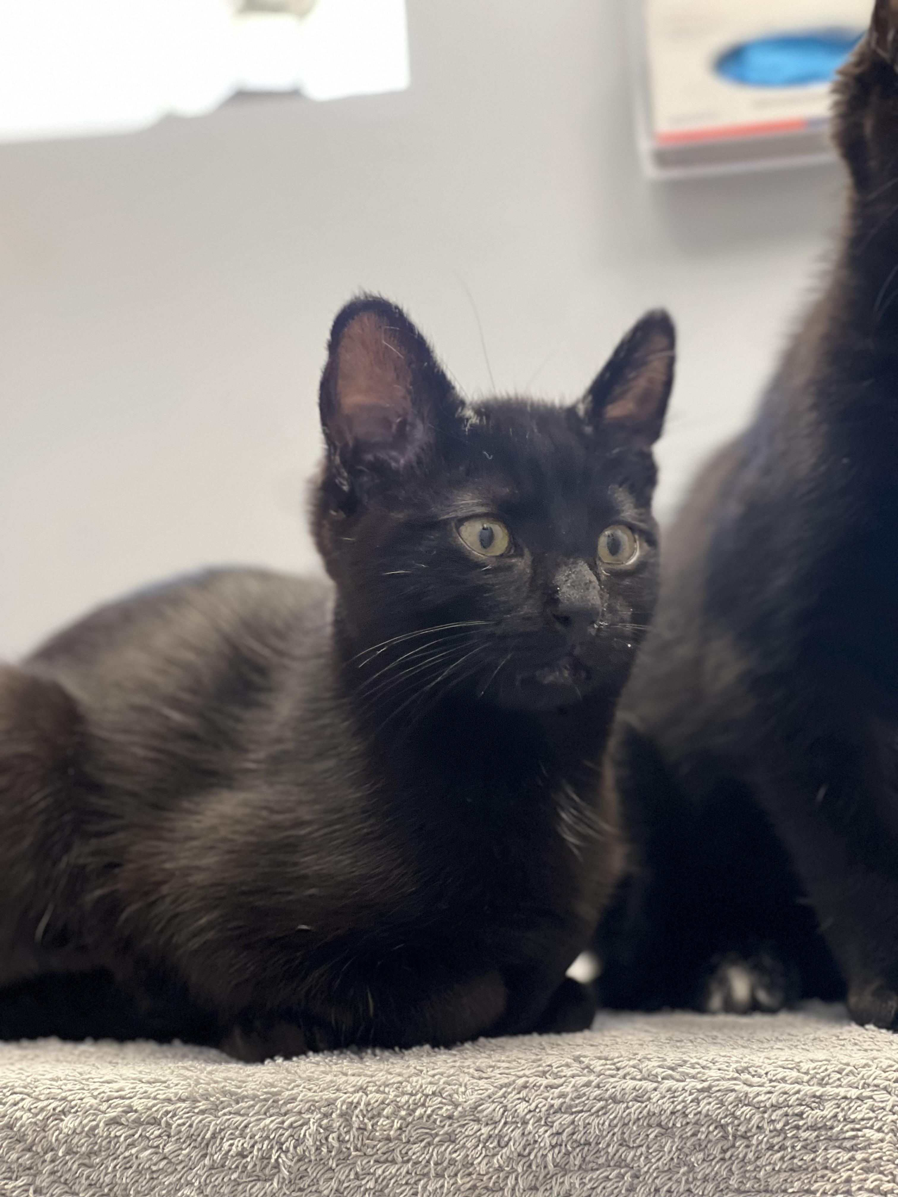 Habanero, an adoptable Domestic Short Hair in Anchorage, AK, 99518 | Photo Image 1