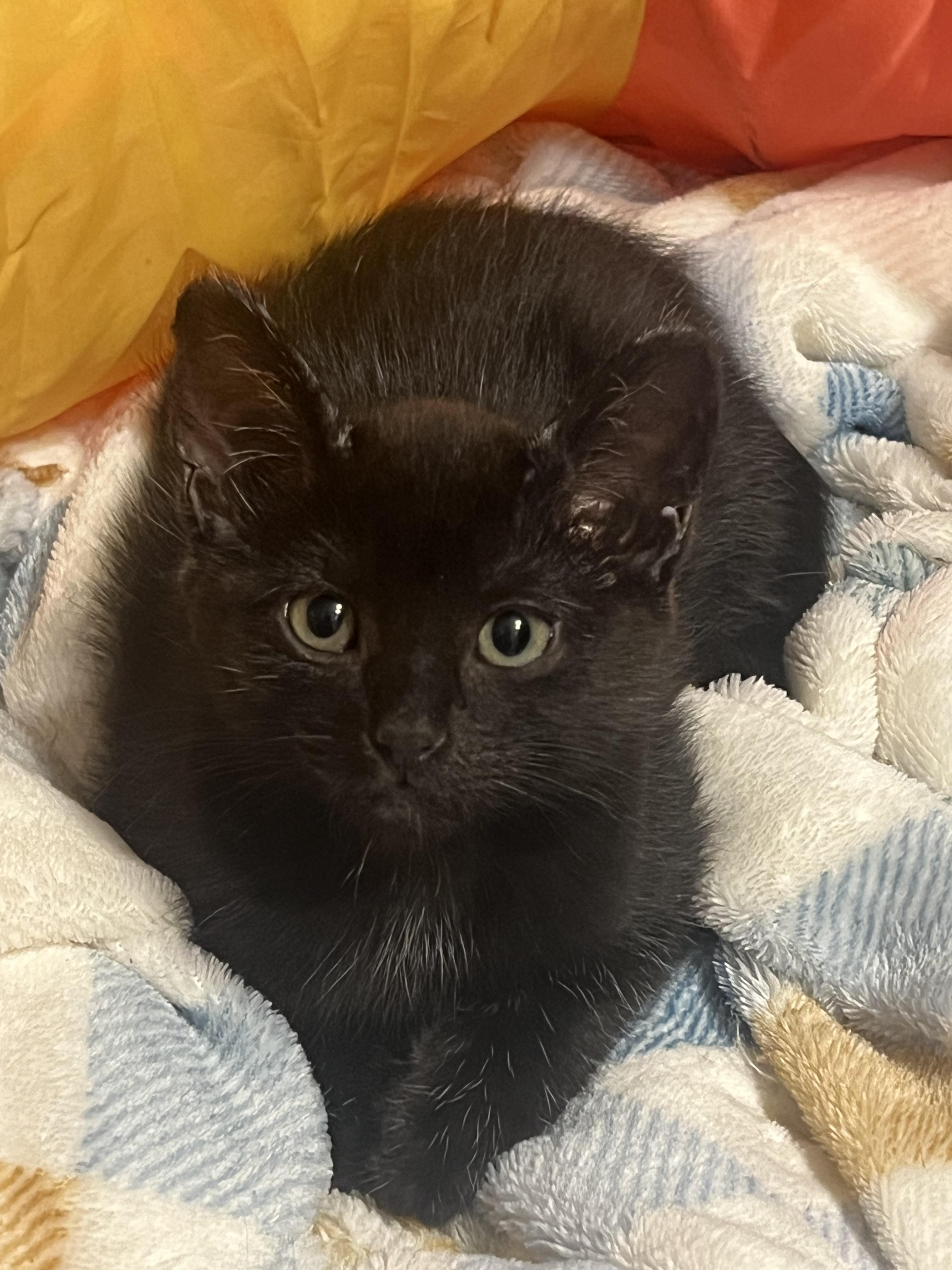 Habanero, a Adoptable mixed breed in Anchorage, AK image 4/8