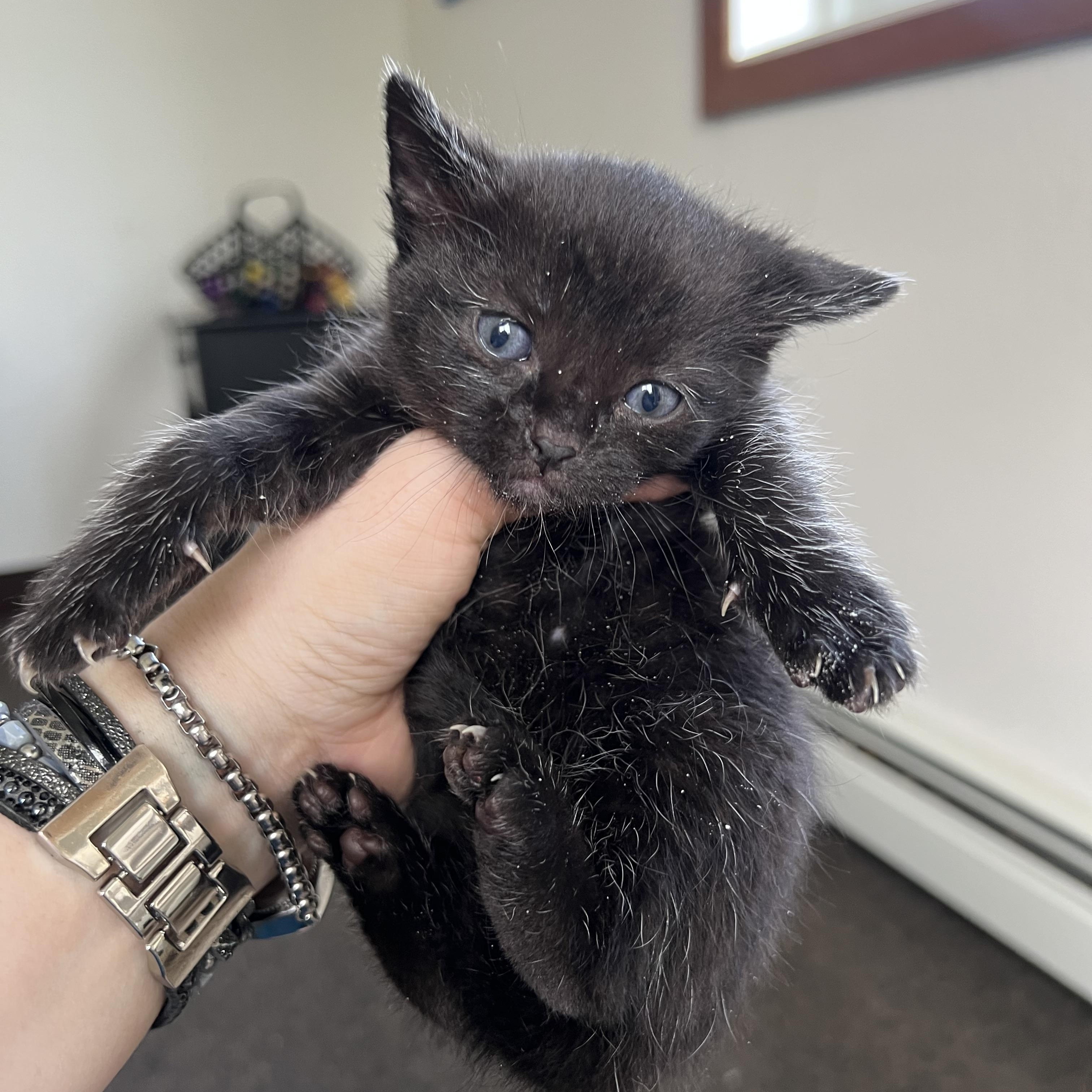 Habanero, a Adoptable mixed breed in Anchorage, AK image 5/8