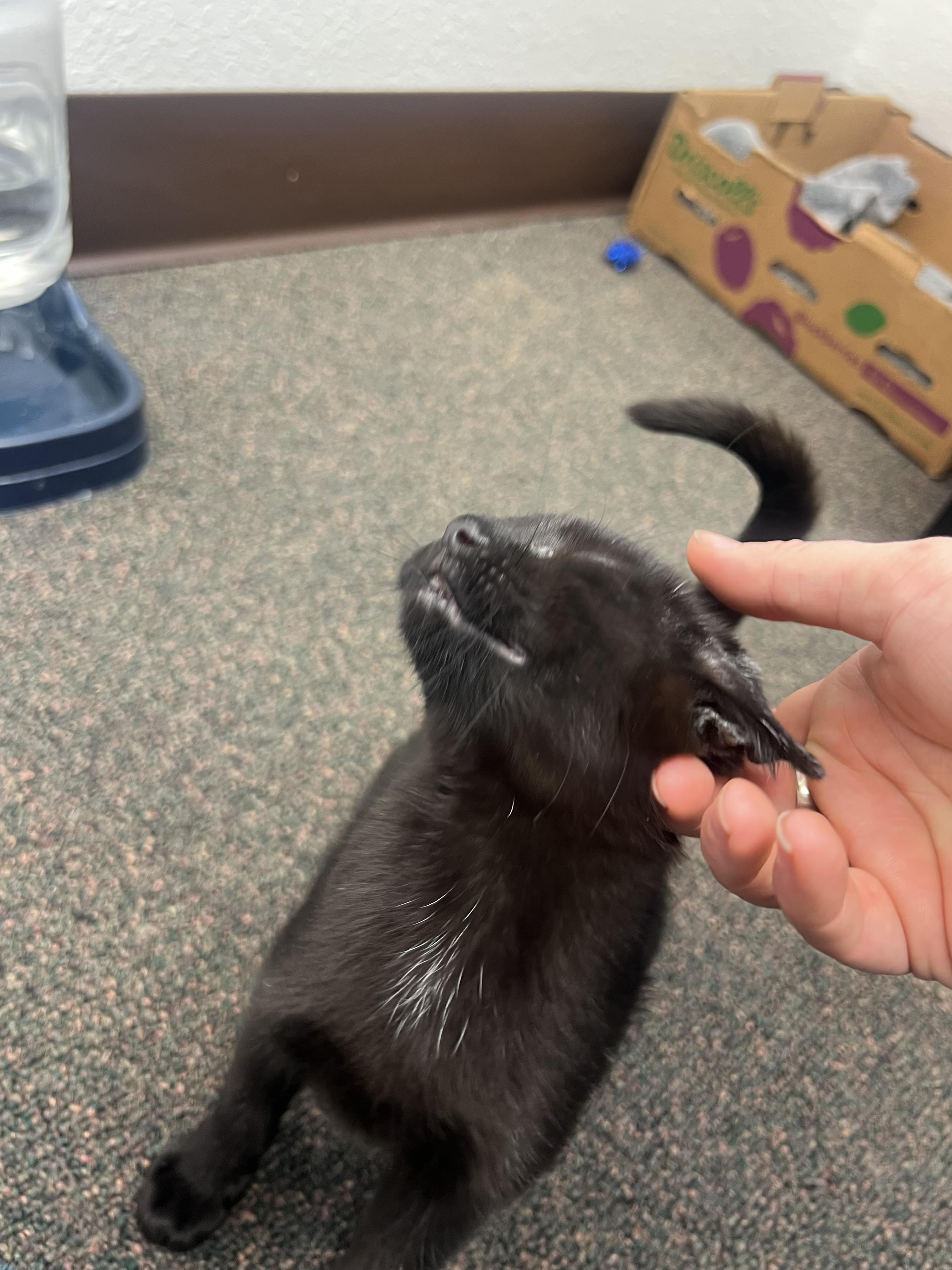 Habanero, a Adoptable mixed breed in Anchorage, AK image 6/8