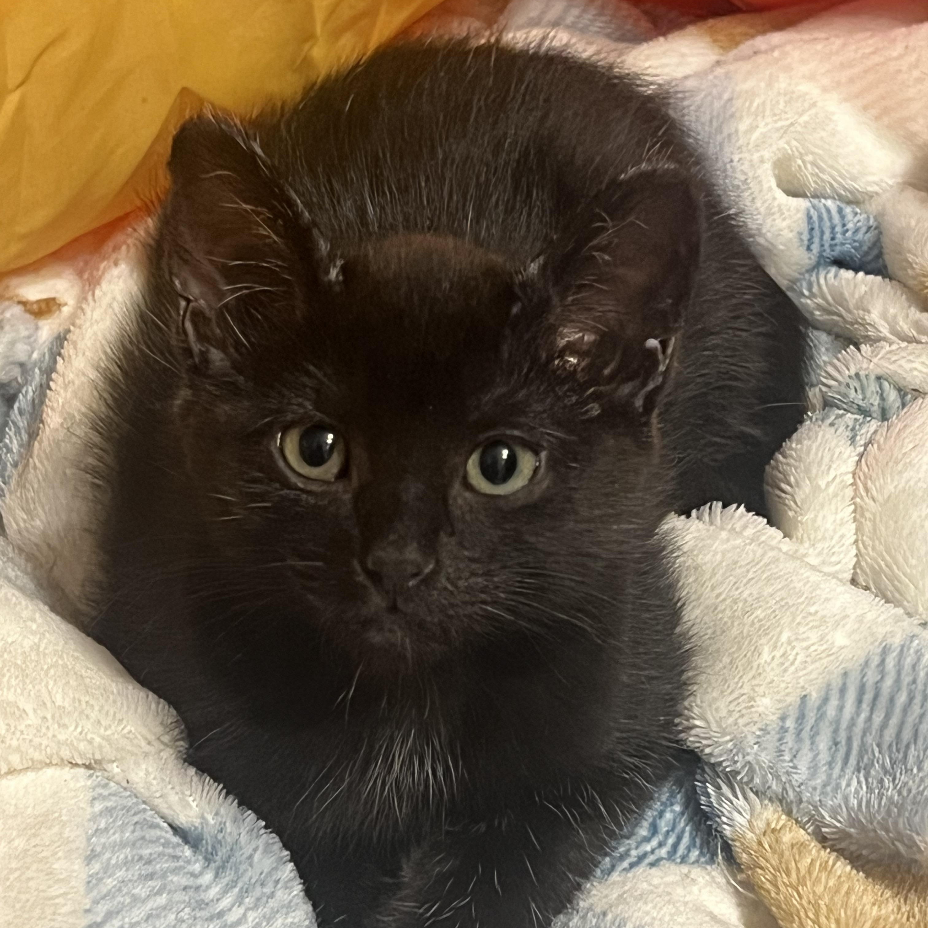 Habanero, an adoptable Domestic Short Hair in Anchorage, AK, 99518 | Photo Image 3