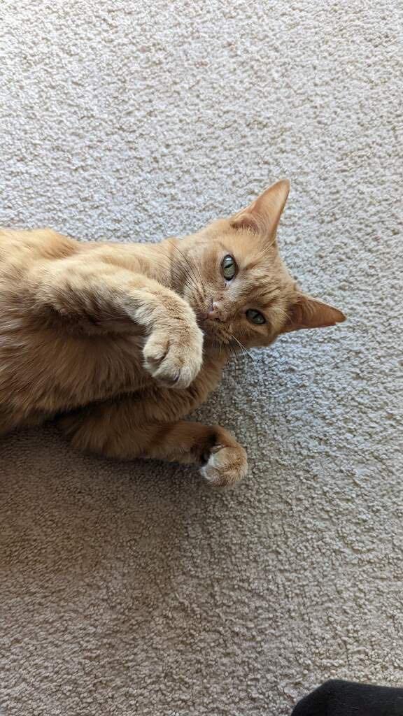 Sherbet, Adoptable, Adult Female Domestic Short Hair.